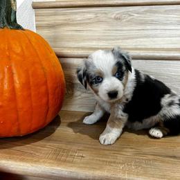 Girl 3 - Blue merle Miniature Australian Shepherd puppy in Fontana, California from Quality Mini Aussies of SoCal