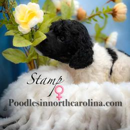 Stamp - Parti female Poodle puppy in Greenville, North Carolina from Grace Poodles