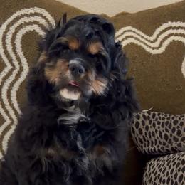 MOLLY - Black female Australian Labradoodle puppy in Valley Springs, California from Blue Denim Doodles