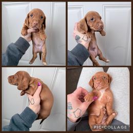 Male large white chest - Red male Dachshund puppy in Madison, Wisconsin from SK Miniature   Dachshunds