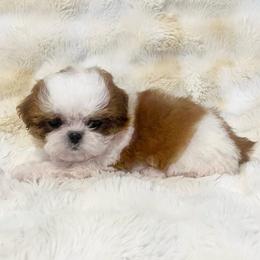 Tiny AKC Belle - Red and white female Shih Tzu puppy in Greenville, South Carolina from Babyface Shih Tzu