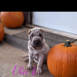 Chinese Shar-Pei Puppies from Ola & Olivia's Shar Pei