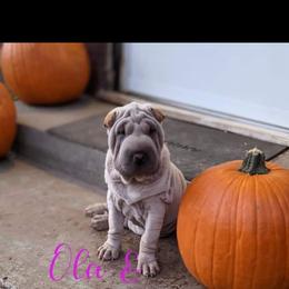 Chinese Shar-Pei Puppies from Ola & Olivia's Shar Pei