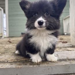 Wednesday (Orange) fluffy - Black and white female American Corgi puppy in East Oakdale, California from Rhettro Kennels