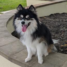 Shadow - Pomsky