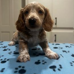 Junebug - Piebald male Dachshund puppy in Highland, California from BAES Teufelshunde