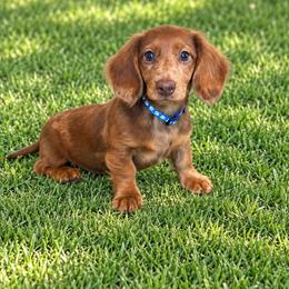 Dan - Dapple male Dachshund puppy in Sedalia, Missouri from Sho Me Spots