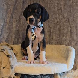 Dr. Finklestein - Mantle male Great Dane puppy in Caldwell, Idaho from Miner's Dynamic Danes