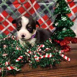 Eve-Purple - Pembroke Welsh Corgi puppy from Holly Ridge Aussies, Aussiedoodles & Corgis
