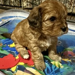 Brindle girl with three white feet - Brown female Cavapoo puppy in Southside, West Virginia from Double Diamond Cavapoos