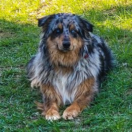 Nitro - Australian Shepherd