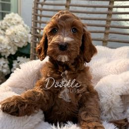 Scout - Red  male Goldendoodle puppy in Gilbert, Arizona from Doodle Bliss