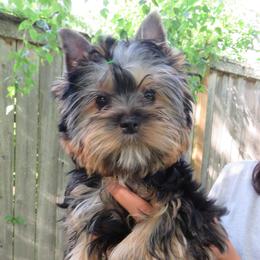 Michelangelo - Blue and gold male Yorkshire Terrier puppy in Portland, Oregon from Bohemian Beauty Yorkshire Terrier