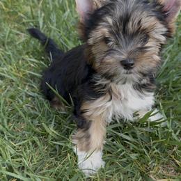 Biewer Terrier Puppies from Olena Niemchynova