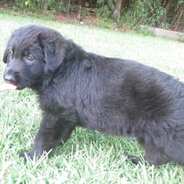 German Shepherd puppies from V Diamondburg Kennels