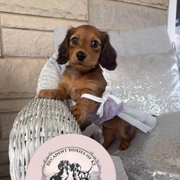 Piper - Red female Dachshund puppy in Mt. Sterling, Kentucky from Decadent Doxies of KY