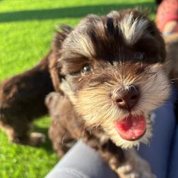 Jezebel - Liver female Miniature Schnauzer puppy in Hemet, California from Journee Home Mini Schnauzers