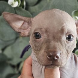 American Hairless Terriers from All Around Royalty & Royal Whisper Companions