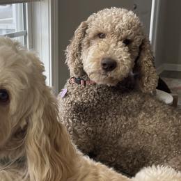 Goldendoodles from Sweet Home Doodles