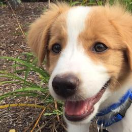 English Shepherd Puppies from Quixotic Shepherds