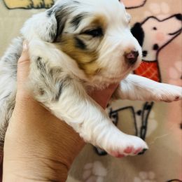 Marcia - Blue merle female Australian Shepherd puppy in Ashland, Ohio from SS Australian Shepherds