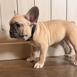 Sammy - Cream female French Bulldog puppy in Salem, Illinois from Itsabulldogthing