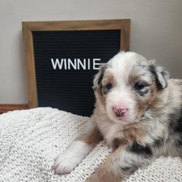 Girl 1 - female Australian Shepherd puppy in Lititz, Pennsylvania from Skyview Aussies