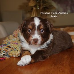 Handsome - Red tri male Toy Australian Shepherd puppy in Chandler, Oklahoma from Parsons Place Aussies