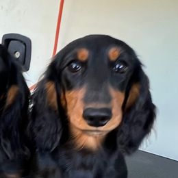 Chatter - Black and tan female Dachshund puppy in Mount Holly Springs, Pennsylvania from Miniature Dreams Dachshunds