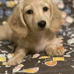 Dachshund Puppies from Haven Ridge Doxies