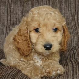 Bee - Buff and white female Cockapoo puppy in Missouri from KDK Missouri Miniature Poodles