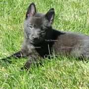 Schipperke and Siberian Husky Puppies from Yuki Ookami Show Kennel