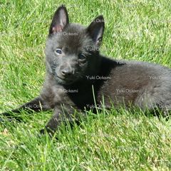 Schipperke and Siberian Husky Puppies from Yuki Ookami Show Kennel