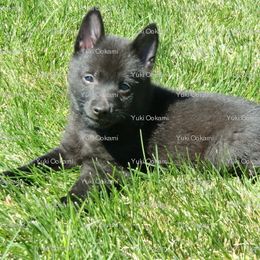 Schipperke and Siberian Husky Puppies from Yuki Ookami Show Kennel