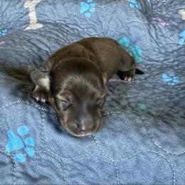Chrissy - Cream female Dachshund puppy in Wolf Lake, Indiana from Canisteo Dachshunds