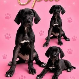 Opal - Black and white female Great Dane puppy in Gonzales, Louisiana from Anstatt House Of Danes