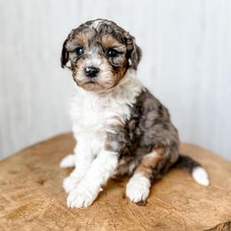 Josephine - Blue merle female Aussiedoodle puppy in Arlington, Washington from Doodle Love Laugh