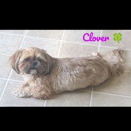 Clover - Shih Tzu