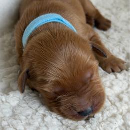 Boy 3 - Dark golden male Golden Retriever puppy in La Verne, California from 4LoveofGoldens