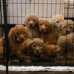 Goldendoodles from Taylor Made Goldendoodles