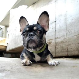 Cookie - French Bulldog