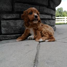 Cavalier King Charles Spaniel, Goldendoodle, and Golden Retriever Puppies from Outback Puppies