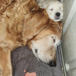 Golden Retriever Puppies from Stellar Acres Golden Retrievers