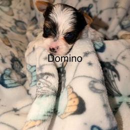 Domino - Parti male Yorkshire Terrier puppy in Clarksburg, Indiana from Hidden Gems Parti Yorkies