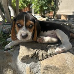 Boy 3 - Giant - Black tan and white male Beagle puppy in Sacramento, California from Alton Beagles