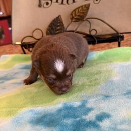 Girl 2 - Chocolate female Pomsky puppy in Bucyrus, Missouri from Hill Top Pomskies