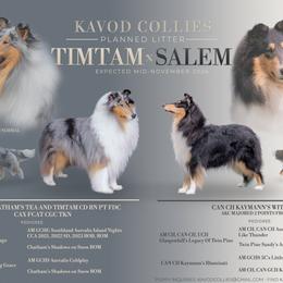Collie puppies from Kavod Collies