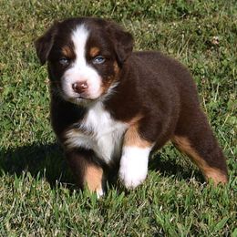 Charlotte - Blue merle female Australian Shepherd puppy in Falcon, Missouri from www.maubachranch.com