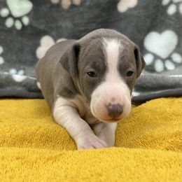 Fletch - White and blue male Italian Greyhound puppy in West Plains, Missouri from Sycamore Ridge Puppies