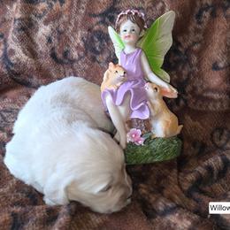 Willow Girl 4 - Light golden female Golden Retriever puppy in Niles, Michigan from Composer Goldens